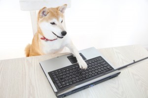 パソコンを使う犬